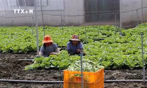 Trồng rau màu cho lợi nhuận đến hơn 300 triệu đồng/ha