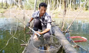 Thu nhập cao từ phát triển kinh tế dưới tán rừng