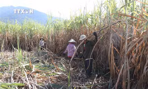 Diện tích mía ở Khánh Hòa ngày một thu hẹp
