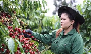 Liên kết sản xuất nông nghiệp nâng cao đời sống nông hộ