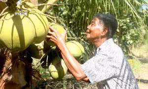 Quảng bá thương hiệu đặc sản dừa sáp Cầu Kè