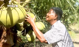 Quảng bá thương hiệu đặc sản dừa sáp Cầu Kè