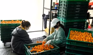 “Du học” làm hồng treo theo công nghệ Nhật