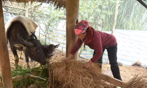 Chủ động phòng chống rét cho đàn gia súc