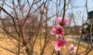 Xuân sớm nơi thủ phủ đào phai Xuân Du