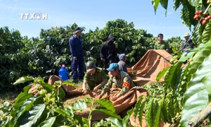 Gia Lai chủ động phòng ngừa nạn trộm cắp cà phê vào cao điểm thu hoạch, giá cao