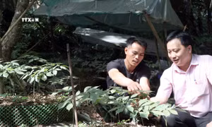 Siết chặt quản lý và bảo vệ thương hiệu sâm Ngọc Linh