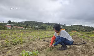 Đồng bào dân tộc thiểu số ở Kon Tum nâng cao thu nhập nhờ thay đổi tập quán canh tác