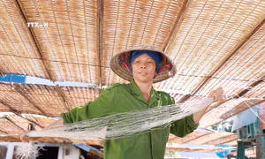 Dong riềng được mùa, được giá, làng miến Bình Lư tất bật vào vụ sản xuất