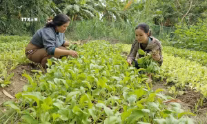 Dạy nghề, tạo việc làm ổn định cho đồng bào dân tộc thiểu số ở Gia Lai