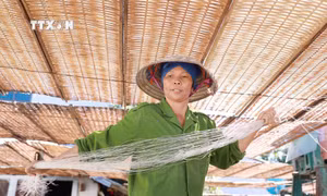 Dong riềng được mùa, được giá, làng miến Bình Lư tất bật vào vụ sản xuất