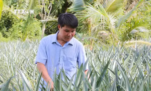 Trồng dứa cho lợi nhuận trên 150 triệu đồng/ha ở Sóc Trăng