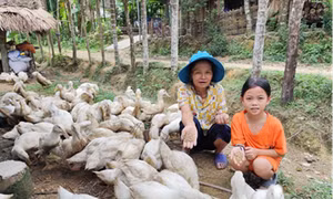 Nuôi vịt Mavin giúp cải thiện cuộc sống người dân xã Luận Khê