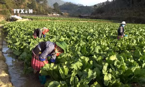 Yên Bái bố trí cơ cấu giống cây trồng phù hợp những vùng bị thiệt hại do mưa lũ