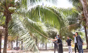 Phát triển sản phẩm, dịch vụ du lịch đặc trưng Xứ Dừa