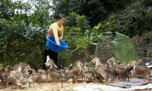 Thu đến 500 triệu đồng/năm từ nuôi vịt Cổ Lũng