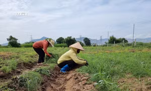 Quản lý dinh dưỡng cây trồng để hạn chế suy thoái đất