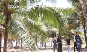 Phát triển sản phẩm, dịch vụ du lịch đặc trưng Xứ Dừa