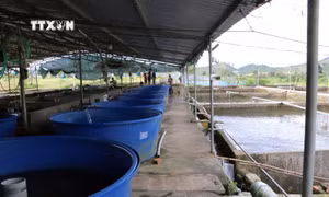 Huyện Đam Rông sớm quy hoạch bài bản cho phát triển nghề nuôi cá tầm
