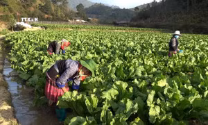 Yên Bái bố trí cơ cấu giống cây trồng phù hợp những vùng bị thiệt hại do mưa lũ