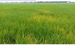 Rầy phấn trắng gây hại 7.700 ha lúa Hè Thu ở Đồng Tháp