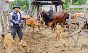 Anh Siu Giang Sơn, làng Vơn, xã Yang Nam, huyện Kong Chro (Gia Lai) là một trong những đảng viên gương mẫu trong phát triển kinh tế. Ảnh: Hồng Điệp - TTXVN