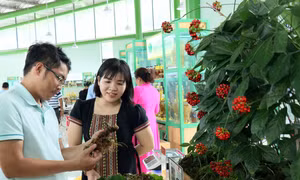 Khách hàng xem sản phẩm sâm Ngọc Linh trưng bày tại phiên chợ. Ảnh: Trần Tĩnh - TTXVN