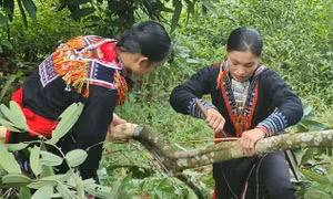 Lào Cai tập trung phát triển chuỗi sản phẩm quế hữu cơ