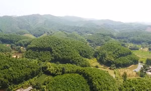 Xã Văn Hán là địa phương có diện tích rừng lớn nhất huyện Đồng Hỷ với hơn 4.000 ha rừng sản xuất. Ảnh: thainguyen.gov.vn