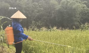 Cao Bằng nỗ lực dập dịch châu chấu tre hại cây trồng