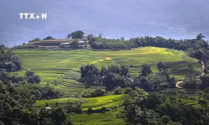 Hòa Bình phát triển du lịch ruộng bậc thang Miền Đồi