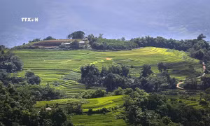 Hòa Bình phát triển du lịch ruộng bậc thang Miền Đồi