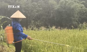 Cao Bằng nỗ lực dập dịch châu chấu tre hại cây trồng