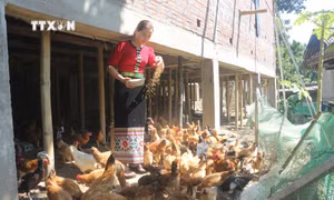 Phát triển mô hình giảm nghèo trong đồng bào dân tộc thiểu số miền Tây Nghệ An