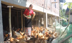 Phát triển mô hình giảm nghèo trong đồng bào dân tộc thiểu số miền Tây Nghệ An