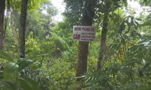 Rừng phòng hộ - nơi mây nước được trồng nhiều. Ảnh: TTXVN phát