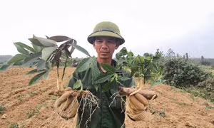 Ngăn ngừa lây lan bệnh khảm lá sắn ở Quảng BÌnh