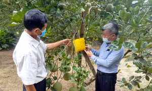 Phú Thọ đẩy mạnh xây dựng và quản lý mã số vùng trồng