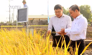 Lựa chọn đưa vào lưu hành, sản xuất giống lúa mới