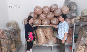 Bảo tồn, phát triển nghề thuốc Nam của người Dao dưới chân núi Ba Vì