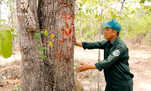 Bình Thuận xử lý nhiều vụ vi phạm trong bảo vệ rừng và đất rừng