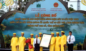 Quần thể 9 cây Sưa làng Hương Trà (Quảng Nam) được công nhận Cây di sản Việt Nam