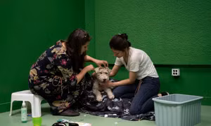 Nghiên cứu mới phát hiện khả năng đặc biệt của loài chó