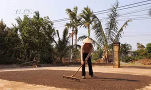 Giá trị cà phê và hồ tiêu Đắk Lắk tăng bền vững 