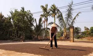 Giá trị cà phê và hồ tiêu Đắk Lắk tăng bền vững 