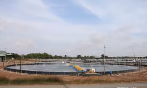 Xác tôm chết trong hồ nuôi tôm . Ảnh: Nguyên Lý-TTXVN 