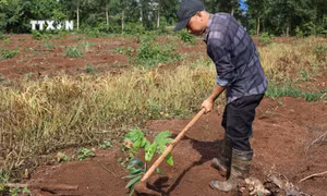 Huyện Châu Đức chuyển đổi phát triển sản xuất ca cao theo chuỗi giá trị