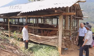 Hồ Văn Diệu - Người trưởng thôn uy tín của đồng bào Cor
