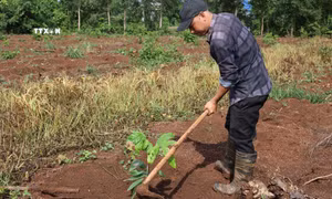 Huyện Châu Đức chuyển đổi phát triển sản xuất ca cao theo chuỗi giá trị