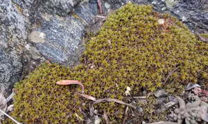 Rêu Syntrichia caninervis - Chìa khóa mở ra tiềm năng chinh phục Sao Hỏa